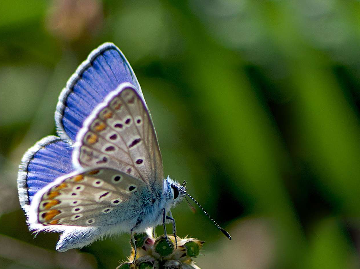 Domaine Nestor Bélicard - Maculinea Azurea