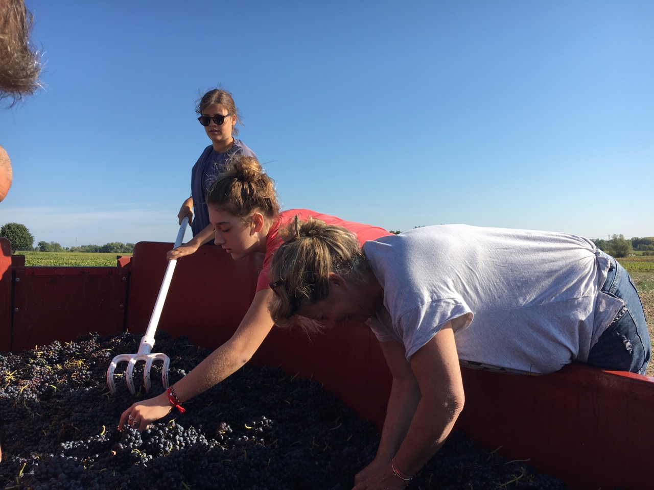 Domaine Nestor Bélicard - Tri durant les vendanges