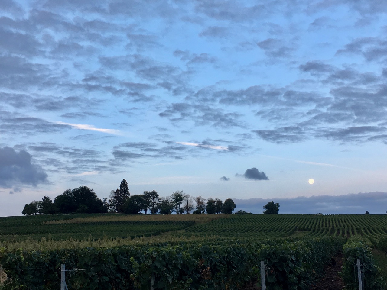 Domaine Nestor Bélicard - Petite montagne