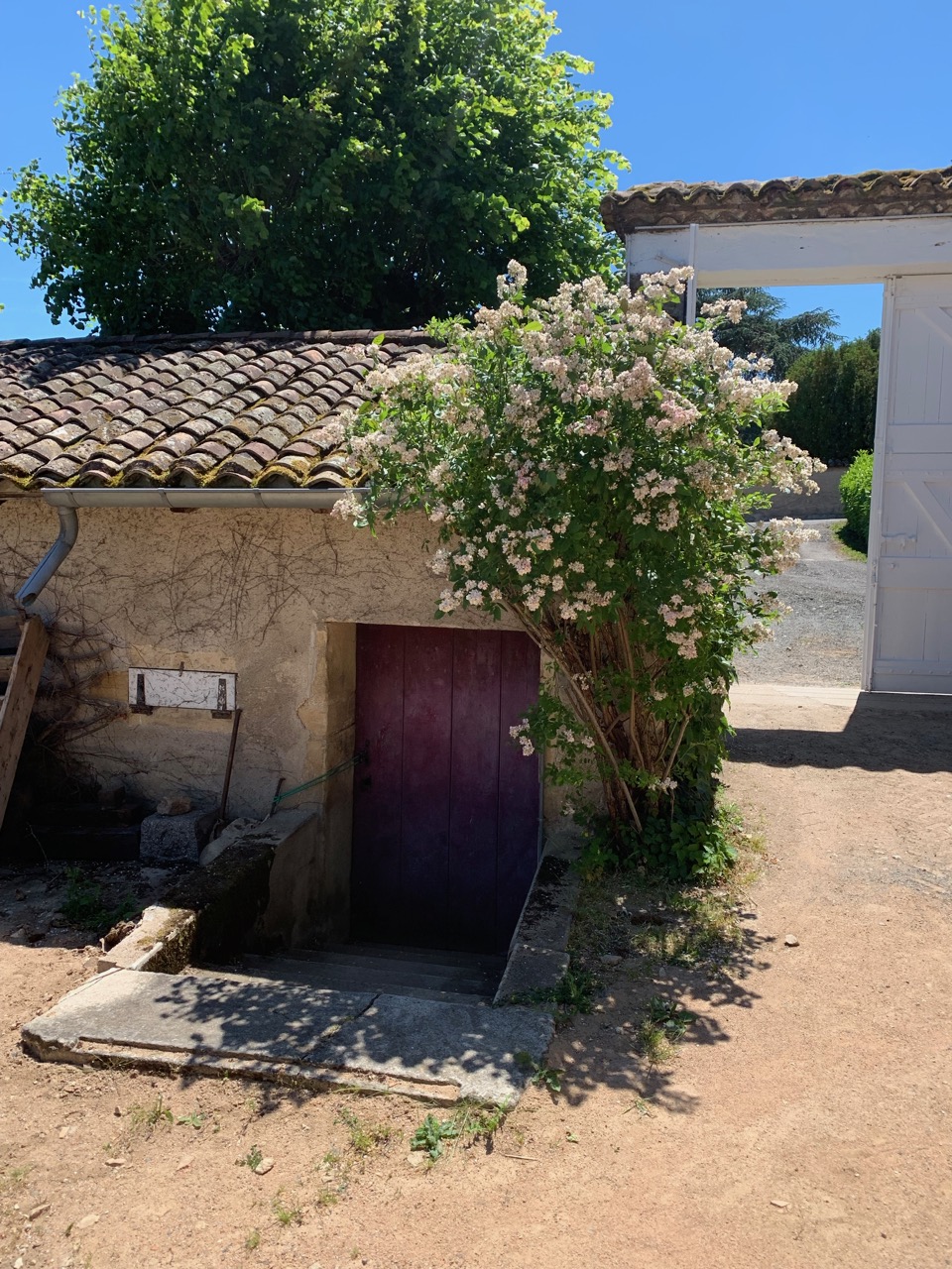 Domaine Nestor Bélicard - Rosier autour du chai