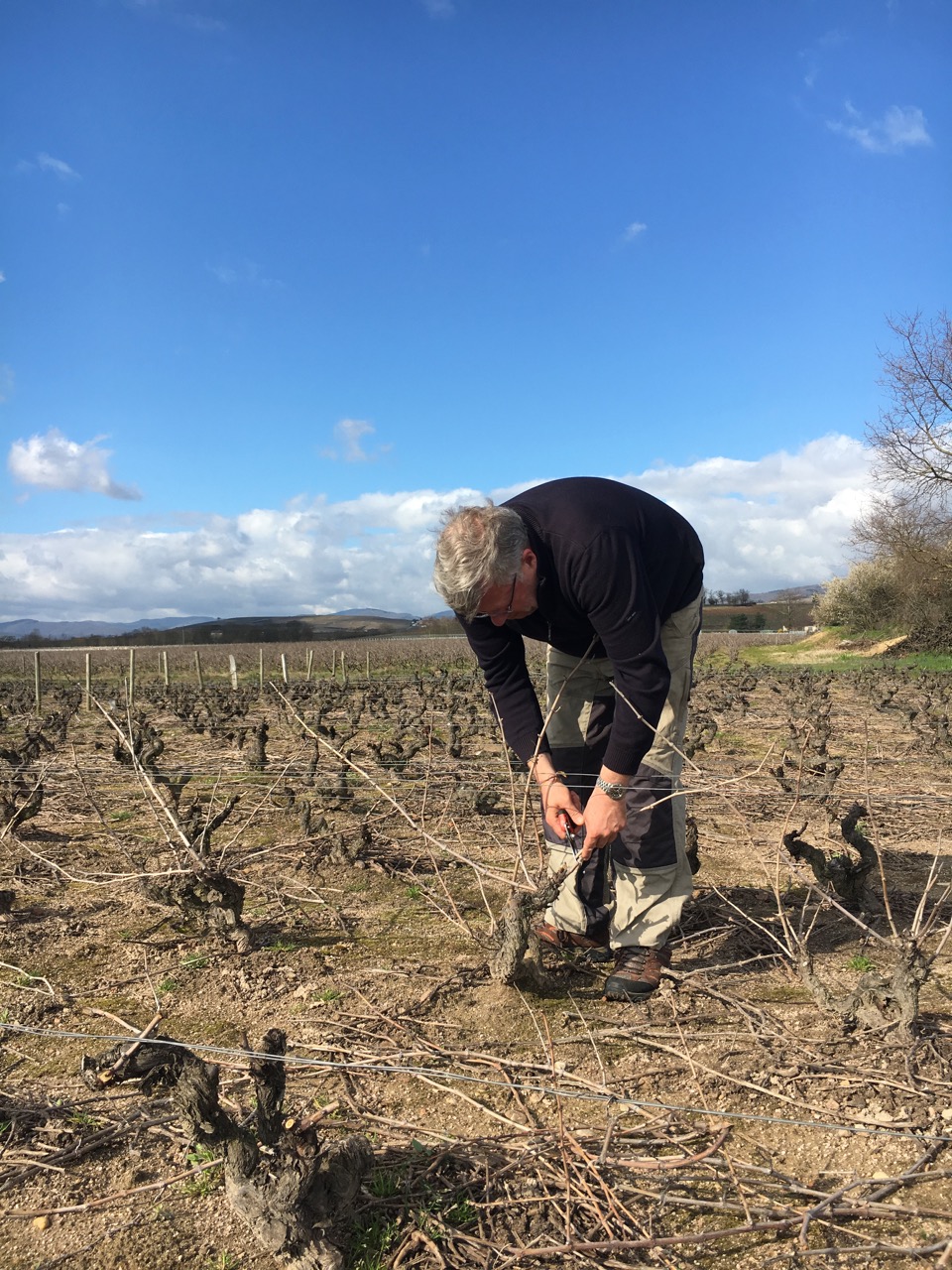 Domaine Nestor Bélicard - Taille