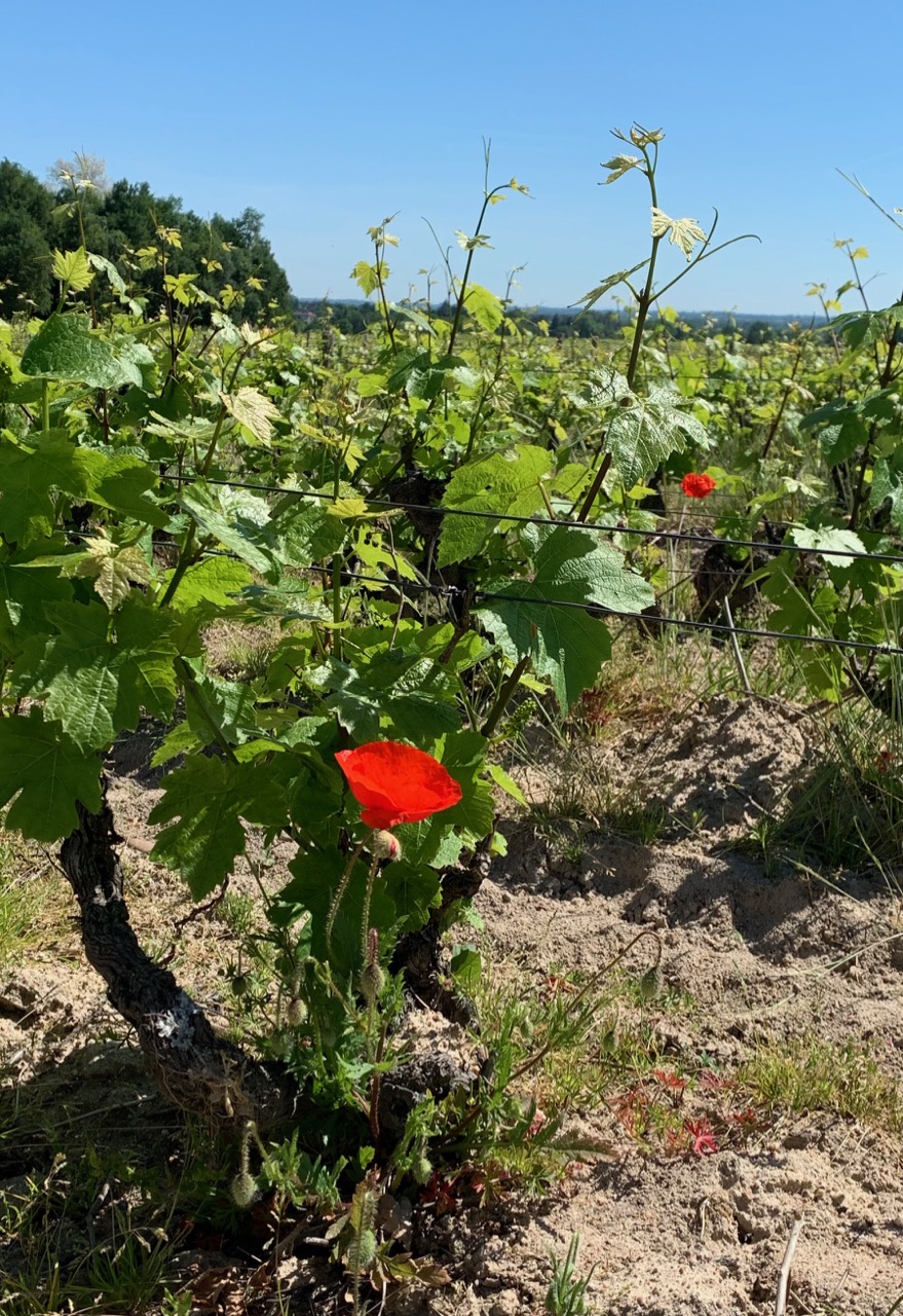 Domaine Nestor Bélicard - Coquelicots des vignes