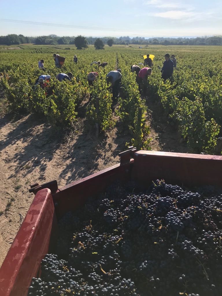 Domaine Nestor Bélicard - Bac plein pendant les vendanges