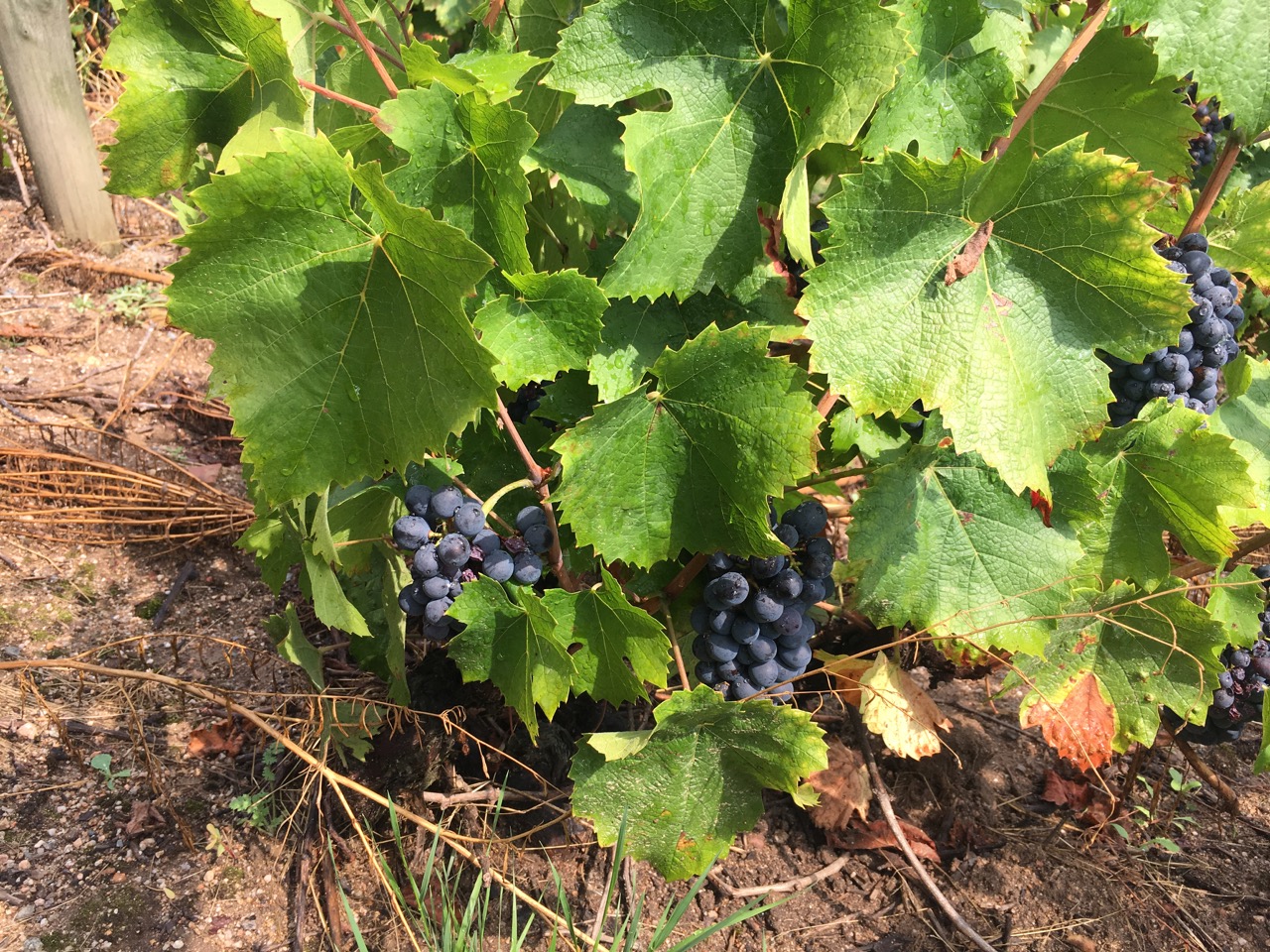 Domaine Nestor Bélicard - Cep de raisins