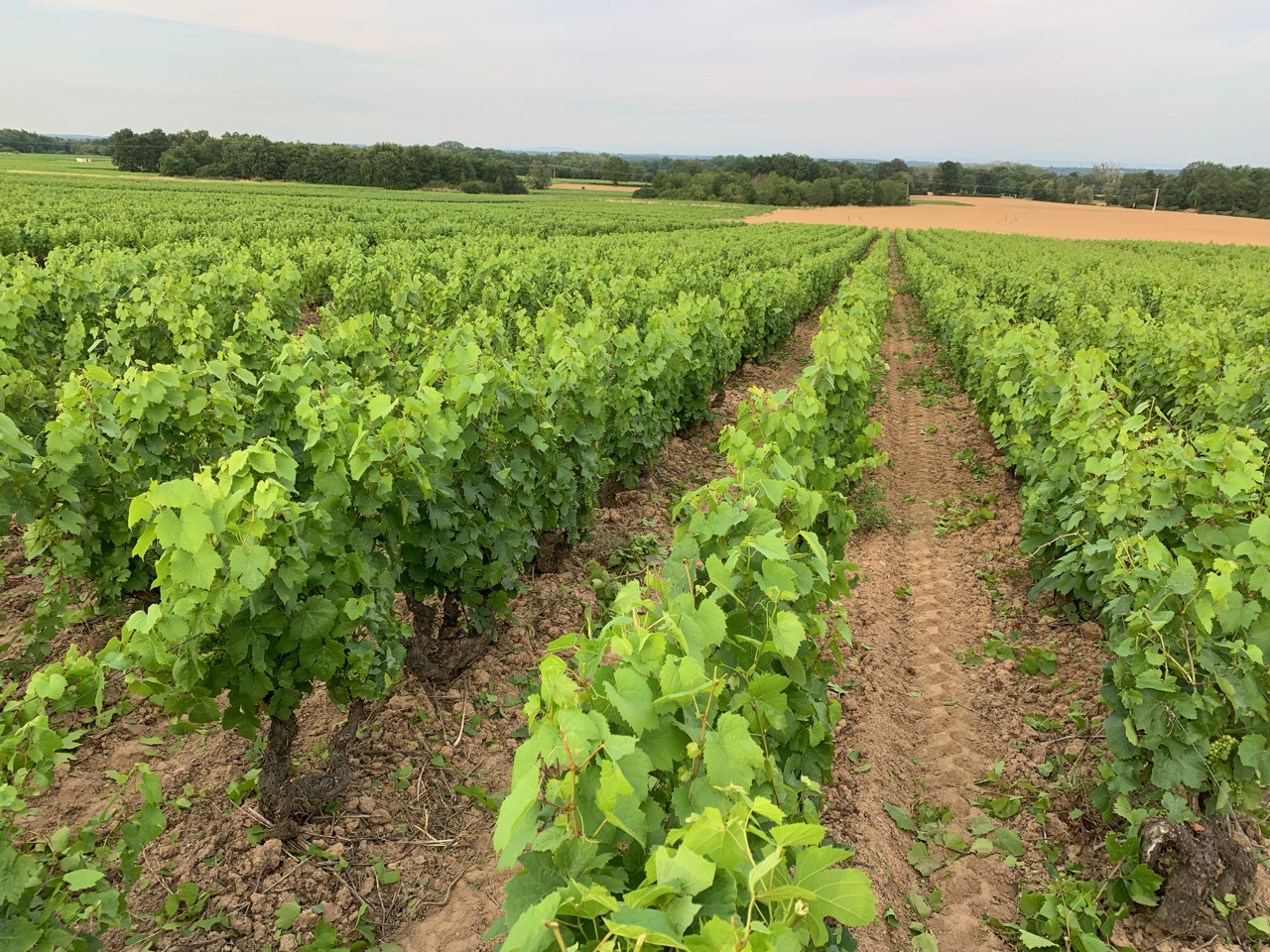 Domaine Nestor Bélicard - Rognage Bonnerues