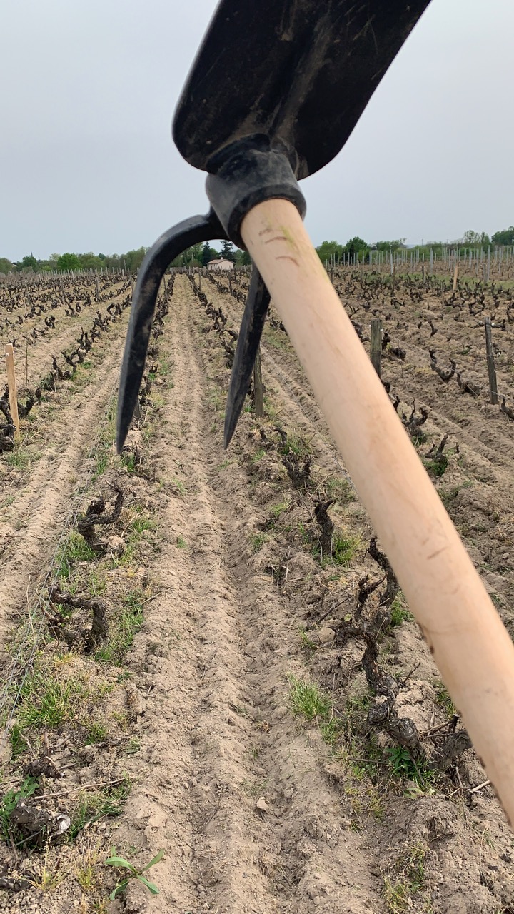 Domaine Nestor Bélicard - Pioche